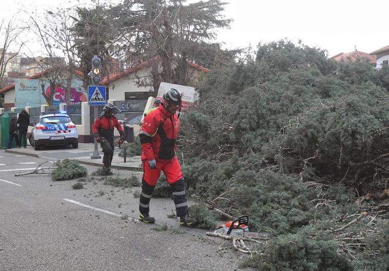 Las rachas de viento, de hasta 90 kilómetros por hora, derriban árboles en Palencia
